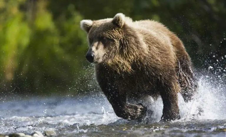 How Fast Can A Bear Run? (NEVER Run From a Bear)