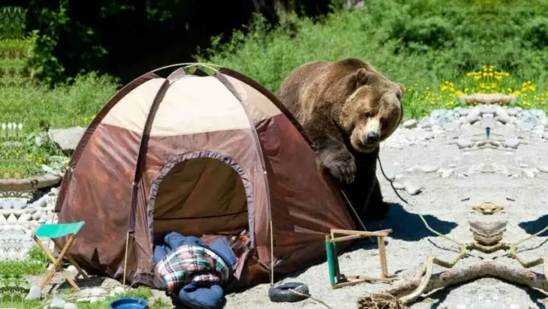 How to Keep Bears Away While Camping? 8 Tips