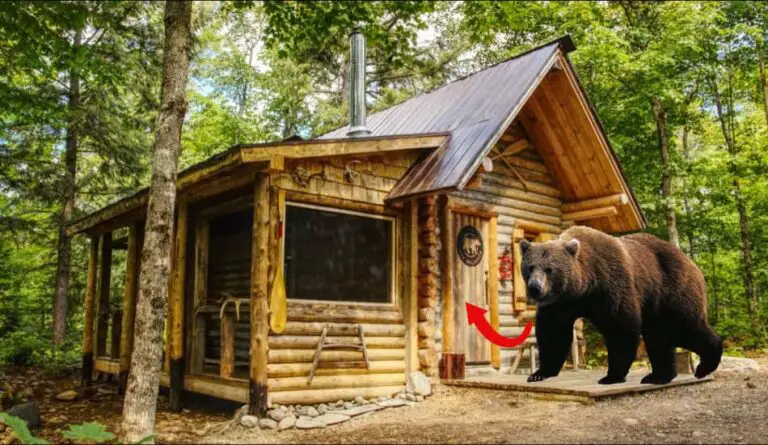 Can Bear Break Into A Log Cabin? Explained